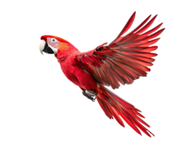 Scarlet macaw soaring in vibrant display of wings and feathers png
