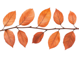 Fall leaves arranged elegantly on a branch in a natural display png