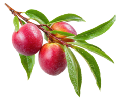 Fresh plums with leaves on branch, perfect for healthy snacking png