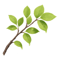 Fresh Green Leaves on Branch with Dew Drops for Serene Aesthetic png