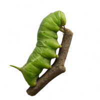 Transformation of a Caterpillar in a Simple Natural Moment png