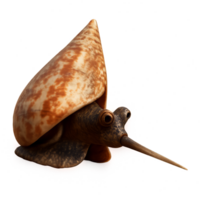 3D Harpooning Cone Snail Model for Creative Uses in Visual Projects png