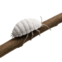 3D Mealybug on a Branch in a Natural Setting png