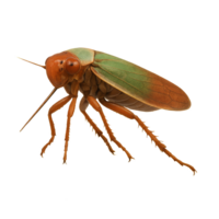 Detailed 3D Render of a Leafhopper on White Background png