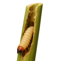 Close-up of Rice Stem Borer Caterpillar Inside Rice Plant Stem png