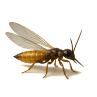 Detailed 3D Rendering of a Thrip with Wings on White Background png