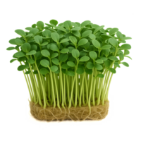 Fresh Hydroponic Microgreens Displayed in Simple Greenery Arrangement png