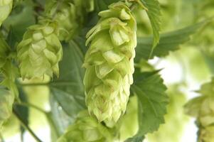 Detailed closeup of fresh green hops on vine over white background highlighting texture and vibrancy. photo