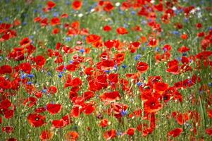 A captivating field of red poppies and blue cornflowers in full bloom, bathed in sunlight. photo
