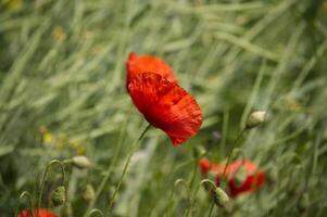 Beautiful red poppies gracefully blooming in a field of green under sunlight. photo