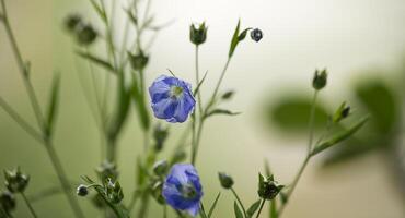 Blue flax flower against tranquil green backdrop epitomizing the peacefulness of nature photo