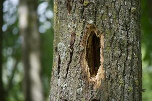 The textured bark of a tree shows a woodpecker hole, standing out from the blurry forest. photo