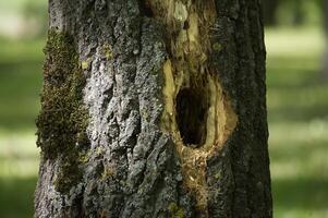 Woodpecker hole showing nesting cavity in tree trunk photo