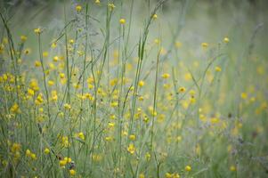 Close-Up of Yellow Wildflowers in a Sunlit Meadow on a Spring Day photo