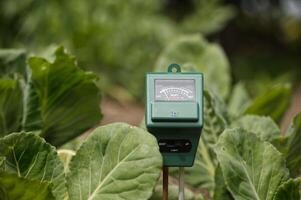 A moisture meter sits amidst lush cabbage plants in a garden, providing soil data. photo