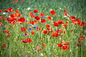 Beautiful Wildflower Field With Vibrant Red Poppies and Blue Cornflowers photo