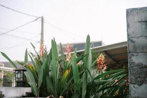 Vibrant heliconia blooms against a backdrop of urban architecture detail photo