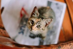 Adorable Kitten looking up with Curious Eyes from inside of a shopping bag photo