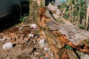 Decaying Log with Litter and Weeds Underneath a Tree in an Urban Setting photo