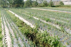 Agricultural Rows of Green Onions Cultivated on Plastic Mulch Sheets photo