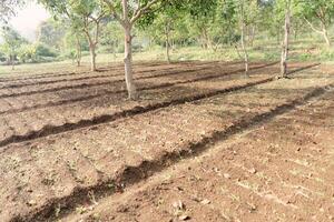 Cultivated land with furrows and young trees preparing for planting photo