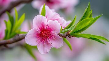 Natural close up image of flower in crisp spring light photo