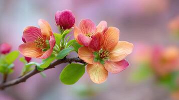 Vivid flower in soft natural setting with full bloom image photo