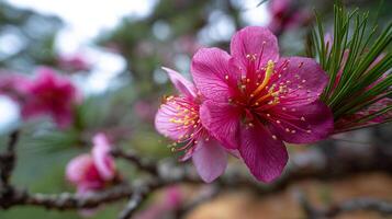 Beautiful close up image of flower in early spring sunlight photo