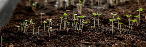 Small Green Seedlings Emerge From Dark Rich Soil in a Garden During Spring With Sunlight Shining Through photo