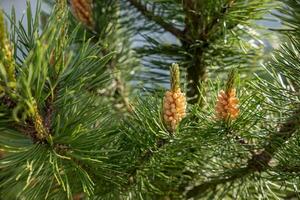 Pine Cones Emerging From Green Pine Tree Branches in a Natural Setting During Daylight Hours photo