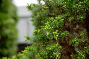 Fresh Green Pine Needles Emerging in Springtime, Showcasing Vibrant Growth and Natural Beauty in a Serene Outdoor Setting photo
