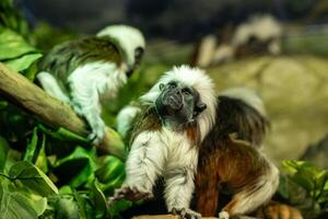 White-headed Capuchin Monkeys Interacting in a Lush Tropical Habitat at the Local Zoo During an Afternoon Visit photo