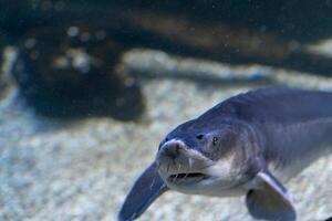 Wild Sturgeon Swimming Gracefully in a Freshwater Aquarium Setting Filled With Pebbles and Aquatic Plants During Daylight Hours photo