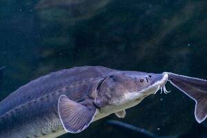 Sturgeon Swims Gracefully in a Clear Aquarium Habitat Showcasing Its Unique Features and Natural Beauty photo