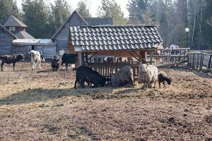 Farm Animals Grazing in a Rural Setting With Wooden Structures and Trees in the Background During a Sunny Day photo