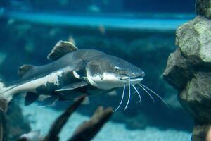 Large Catfish Swimming Near Rocks in a Fresh Water Aquarium During Daytime photo