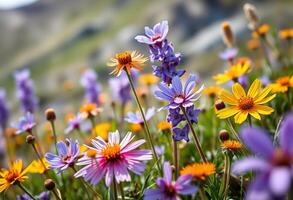 Purple Bloom in Forest Field photo