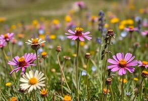 Wildflower Field with Peaks Behind photo