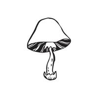 mushroom in doodle style. black and white illustration vector