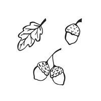 A set of black and white illustrations with acorns and oak leaves. Elements for logos, postcards, design vector