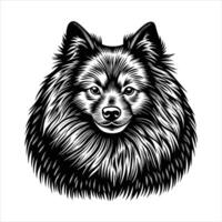 keeshond dog hi res stock vector