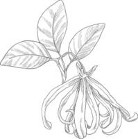 ylang ylang, cananga orodata flower sketch illuastration vector