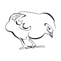 Single continuous line drawing of little chicken. Fun chicken farming. One line design illustration vector