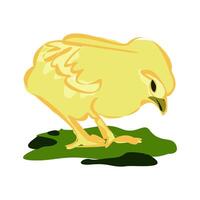 Yellow chicken, chicken. Sweet and adorable baby chick. A colorful and funny bird. Colorful, happy and fun cartoon illustration vector