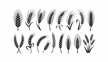 Wheat ears collection in black and white illustration on white background. vector