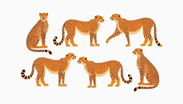 different poses cheetah set, wildlife animal illustration isolated on white background