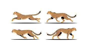 walking and running Cheetah collection Isolated on white background vector