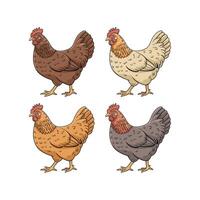 Set of Chickens Illustration different color combinations standing on a white background vector