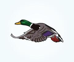 mallard duck illustration, a duck flying in the air with its wings spread out vector