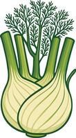 Fresh Fennel Bulb with Fronds Illustration vector